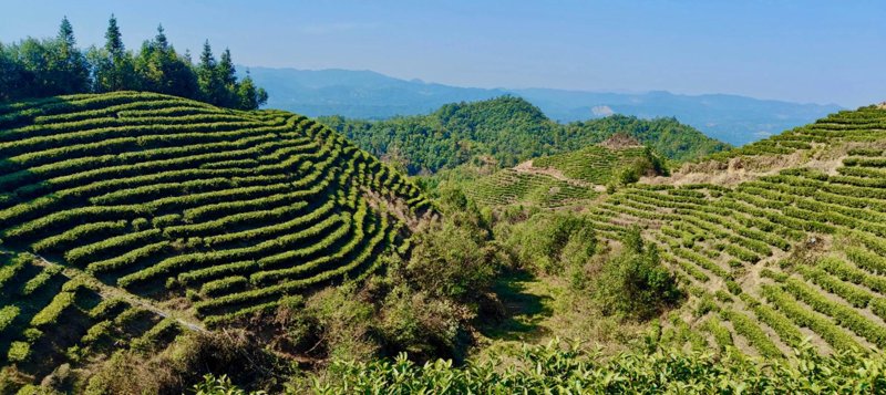 茶叶零售行业：从传统到现代的蜕变